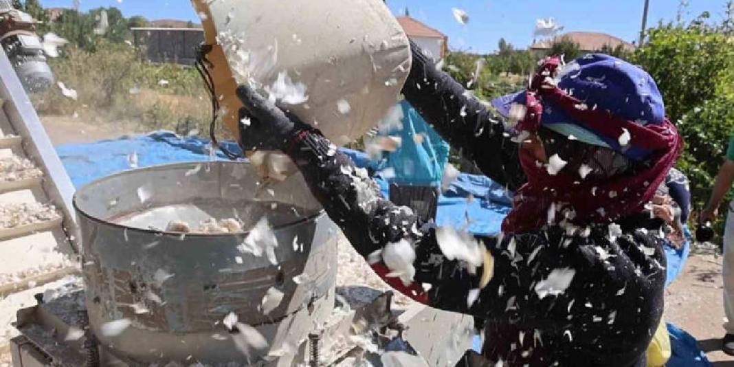 Antibiyotik fabrikalarının gözdesi! 80 bin metrekareden yurt dışına gidecek: Beklenti 150 ton! 1